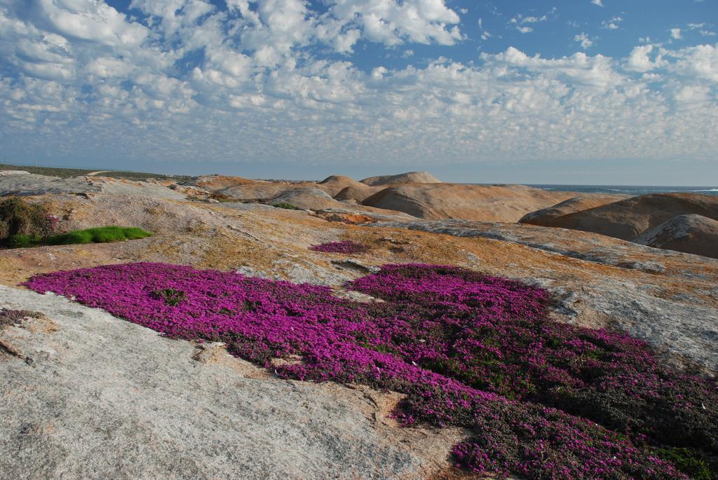 The Oystercatchers Haven At Paternoster Kültér fotó